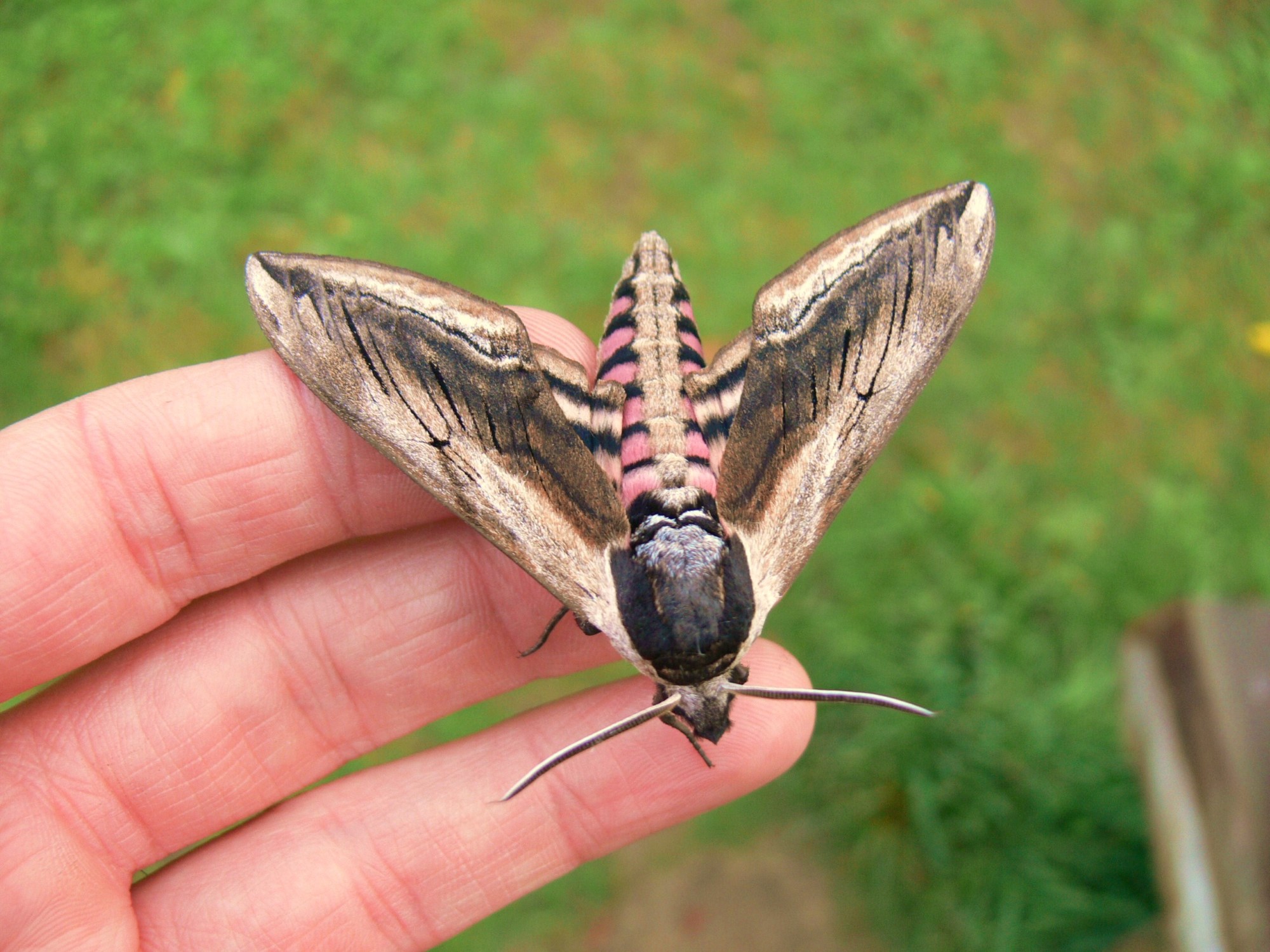 Moths of Dry Sandford Pit NR, Oxfordshire - Andy Down Under