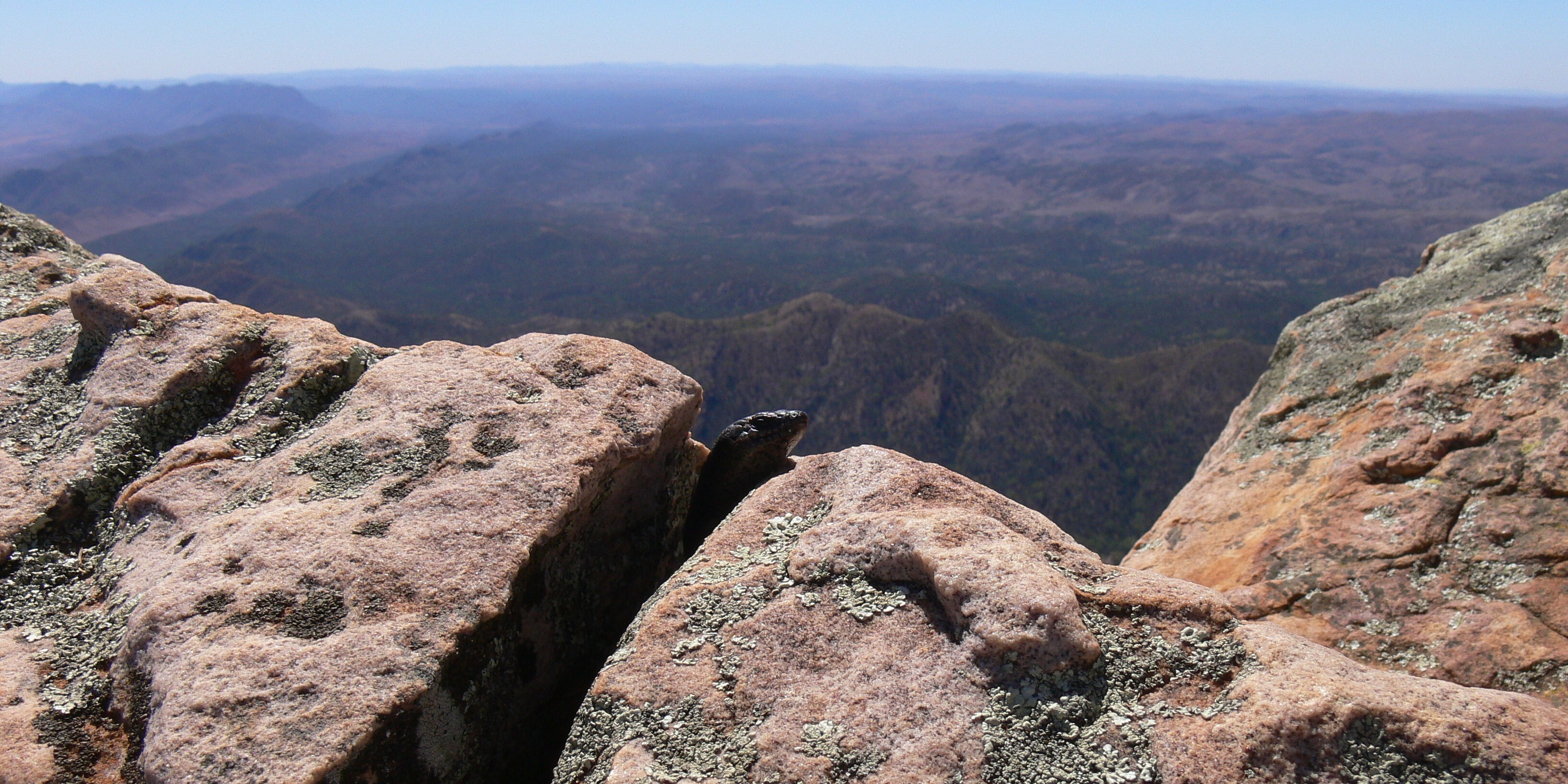 Lizards of the Flinders Ranges - Andy Down Under
