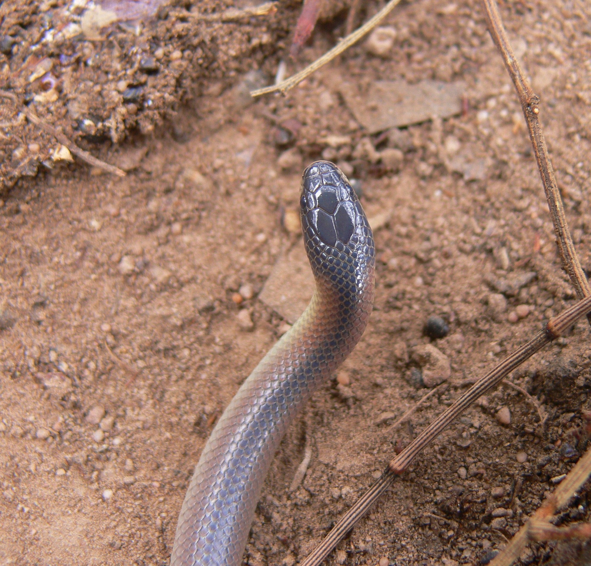 Snakes of South Australia - Andy Down Under